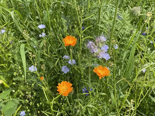 sommer-1 Artenglück