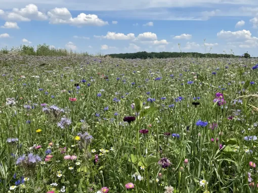 sommer-2 Artenglück