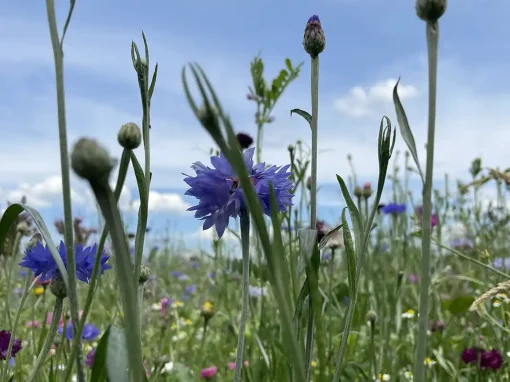 sommer-4 Artenglück