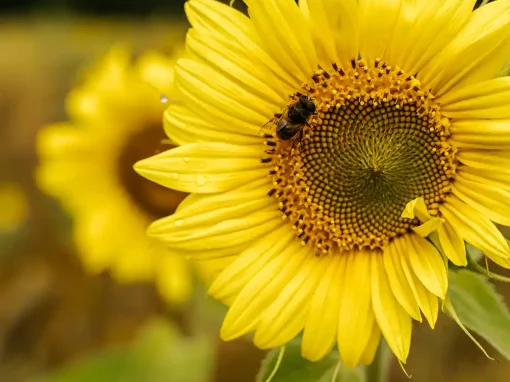 sommer-5 Artenglück